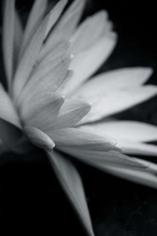 Lotus - Black and White