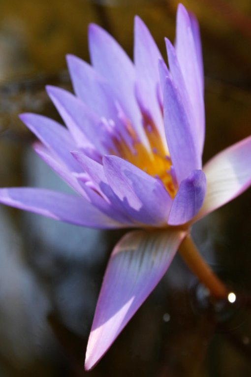 Lotus - Lavender - 2 (Copy)