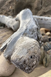 Drift Wood II