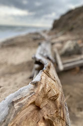 Drift Wood I