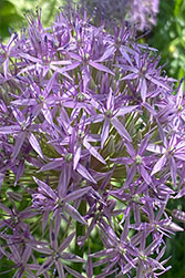 Allium Giant Indigo