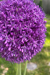 Allium Giant Purple